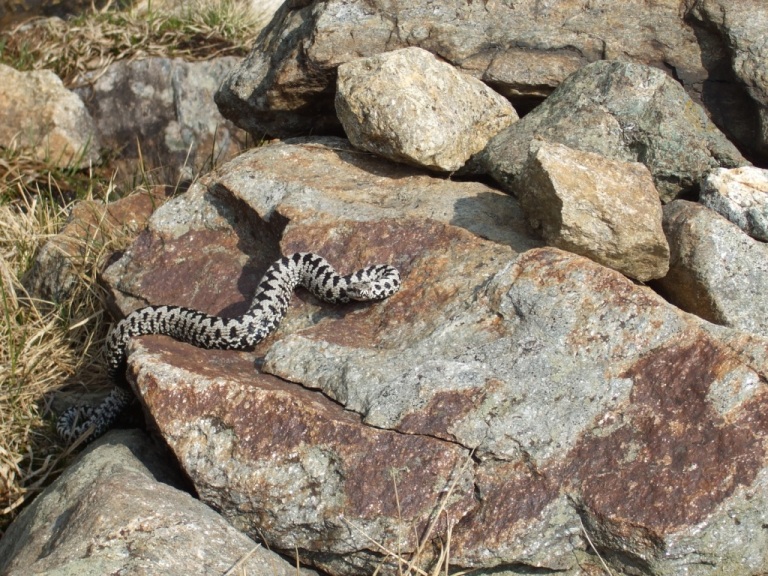 Marasso (Vipera berus) maschio